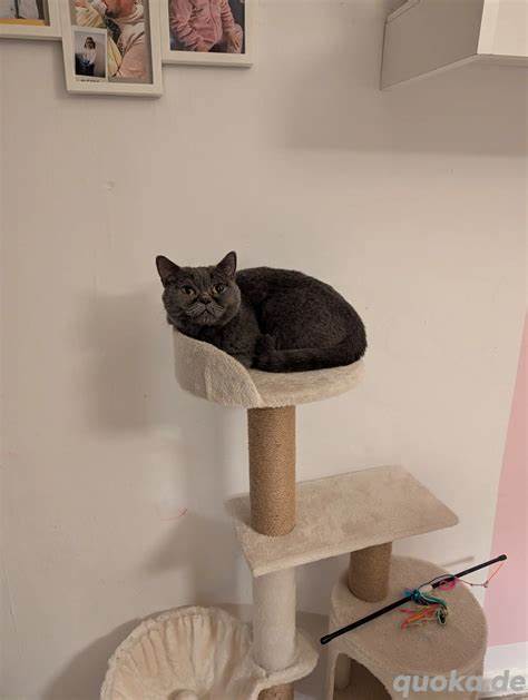 深入了解杜伊斯堡免费分类信息平台,掌握如何利用该平台实现商品交易、服务获取和社区互动,提高生活便利性和资源利用效率。
