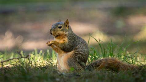 旧金山湾区近期出现多起松鼠攻击事件,给当地居民的生活带来困扰和安全隐患。本文深入探讨了事件背景、攻击原因、居民的反应及专家的建议,帮助人们更好地了解松鼠行为并采取有效防护措施。
