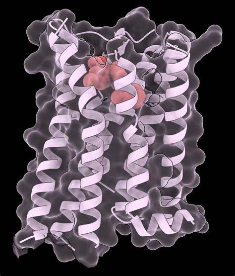 罕见病患者长期面临治疗难题,药物伴侣作为一种创新疗法,正引领医疗新方向。最新研究首次证明'近乎通用'药物伴侣的有效性,为多种罕见病治疗带来曙光。本文深入解析药物伴侣的机制、应用前景及其对罕见病领域的深远影响。
