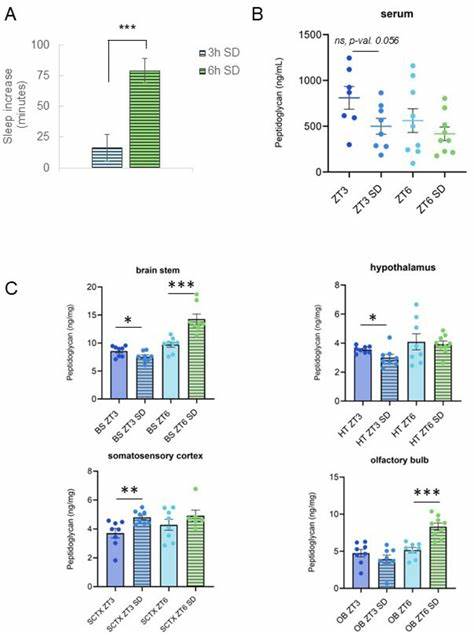 深入探讨细菌肽聚糖在大脑不同区域的动态变化,全面剖析其随昼夜节律和睡眠剥夺影响而产生的波动,揭示微生物与宿主睡眠调控机制之间的复杂联系。解析最新科学研究成果,阐明肽聚糖如何参与神经免疫活动及脑区特异性调节,为理解睡眠生理提供创新视角。
