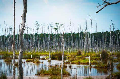利用深度学习和遥感数据绘制出的沿海"幽灵森林"地图揭示了海平面上升与盐水入侵正在改变美国东海岸森林格局的真实面貌,并提出对生态、碳循环与沿海社区的潜在影响与应对路径
